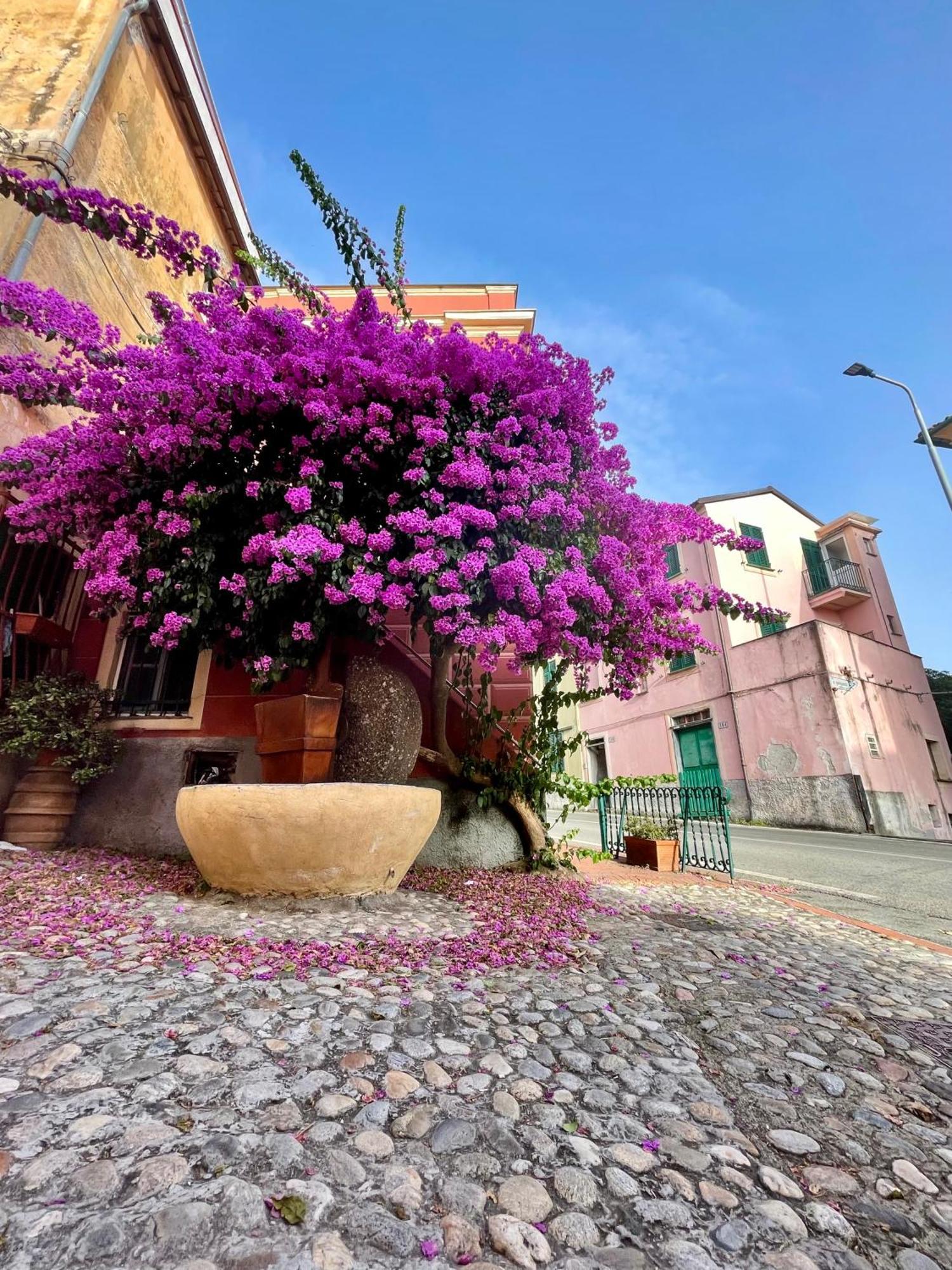 La Monstera Rooms セストリ・レヴァンテ エクステリア 写真